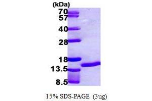 SDS-PAGE (SDS) image for S100 Calcium Binding Protein A7 (S100A7) (AA 1-101) protein (His tag) (ABIN667405) (S100A7 Protein (AA 1-101) (His tag))
