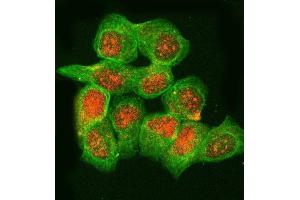 IF analysis of RNASEH2B using anti-RNASEH2B antibody (ABIN7601572) and anti-Tubulin Alpha antibody (ABIN7600339). (RNASEH2B antibody  (AA 39-260))