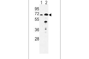 Western blot analysis of EHHADH Antibody (C-term) (ABIN652576 and ABIN2842388) in mouse liver(lane 1), kidney(lane 2) tissue lysates (35 μg/lane). (EHHADH antibody  (C-Term))