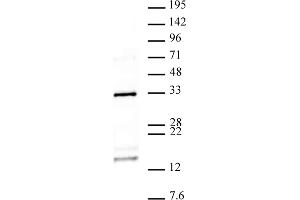 Histone H2AQ104me1 antibody (pAb) tested by Western blot. (Histone H2A antibody  (meGln104))
