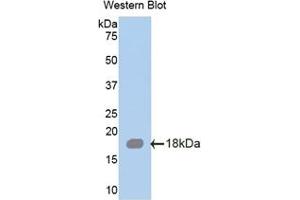 Detection of Recombinant SRGN, Mouse using Polyclonal Antibody to Serglycin (SRGN) (SRGN antibody  (AA 28-152))