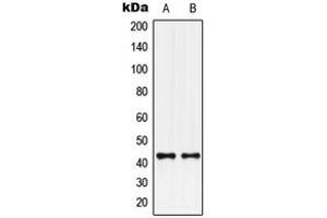 Western blot analysis of GPR132 expression in U251MG (A), U2OS (B) whole cell lysates.