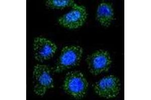 Confocal immunofluorescent analysis of ID1 / BHLHB24 Antibody (Center) Cat. (ID1 antibody  (Middle Region))