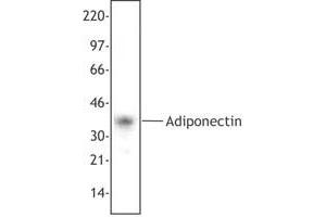 Image no. 1 for anti-Adiponectin (ADIPOQ) antibody (ABIN230592) (ADIPOQ antibody)