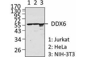 Western Blotting (WB) image for anti-DEAD (Asp-Glu-Ala-Asp) Box Polypeptide 6 (DDX6) antibody (ABIN2664929) (DDX6 antibody)