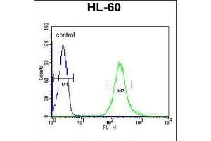 Flow cytometric analysis of HL-60 cells (right histogram) compared to a negative control cell (left histogram). (FKBPL antibody  (C-Term))