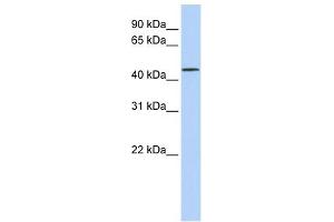 LRRC28 antibody used at 1 ug/ml to detect target protein. (LRRC28 antibody  (N-Term))