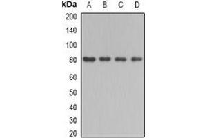 Western blot analysis of BBS2 expression in mouse testis (A), mouse kidney (B), rat liver (C), rat brain (D) whole cell lysates.