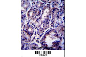 SNX24 Antibody immunohistochemistry analysis in formalin fixed and paraffin embedded human stomach tissue followed by peroxidase conjugation of the secondary antibody and DAB staining. (SNX24 antibody  (AA 86-113))