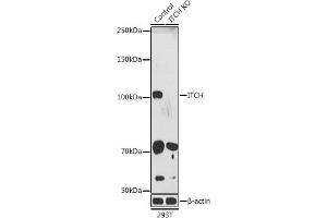 Western blot analysis of extracts from normal (control) and ITCH knockout (KO) 293T cells, using ITCH antibody (ABIN7268033) at 1:1000 dilution. (ITCH antibody  (AA 50-150))