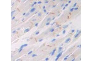 IHC-P analysis of Mouse Tissue, with DAB staining. (Neuropilin 1 antibody  (AA 275-424))