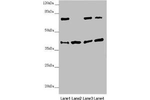 DSN1 antibody  (AA 1-356)