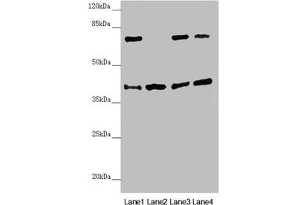 DSN1 antibody  (AA 1-356)