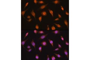 Immunofluorescence analysis of L929 cells using MB/MB/ML2 antibody (ABIN6132319, ABIN6143422, ABIN6143424 and ABIN6216232) at dilution of 1:100. (MAD2L2 antibody  (AA 1-211))