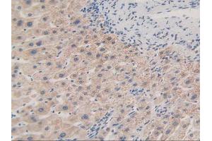 Figure. (MAPKAP Kinase 2 antibody  (AA 139-367))