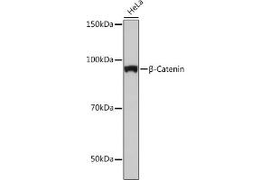 Western blot analysis of extracts of HeLa cells, using β-Catenin antibody (ABIN7266138) at 1:1000 dilution. (CTNNB1 antibody)