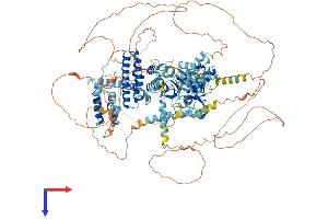 RFC1 Protein (AA 1-1131) (His tag)