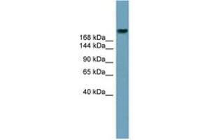 Image no. 1 for anti-ATP-Binding Cassette, Sub-Family A (ABC1), Member 12 (ABCA12) (AA 1979-2028) antibody (ABIN6743194) (ABCA12 antibody  (AA 1979-2028))