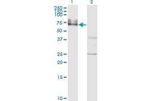 Western Blot analysis of ICAM1 expression in transfected 293T cell line by ICAM1 monoclonal antibody (M01), clone 3H8-2G6. (ICAM1 antibody  (AA 1-532))