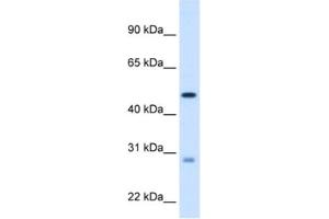 Western Blotting (WB) image for anti-Enoyl CoA Hydratase, Short Chain, 1, Mitochondrial (ECHS1) antibody (ABIN2462886) (ECHS1 antibody)