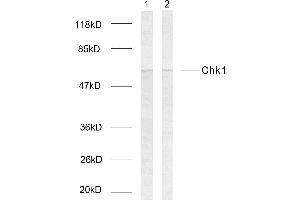 Western blot analysis of extracts using Chk1 (Ab-317) Antibody. (CHEK1 antibody  (pSer317))