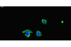 Immunofluorescent analysis of HepG2 cells using ABIN7160576 at dilution of 1:100 and Alexa Fluor 488-congugated AffiniPure Goat Anti-Rabbit IgG(H+L) (MYH3 antibody  (AA 1-217))