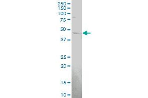 HS2ST1 antibody  (AA 130-229)