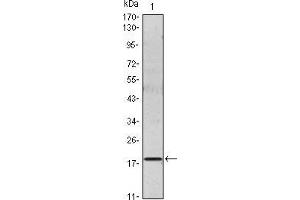 Western blot analysis using IL6 mouse mAb against IL6 recombinant protein. (IL-6 antibody)
