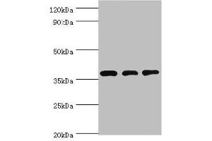 Western blot All lanes: STRAP antibody at 8 μg/mL Lane 1: HepG2 whole cell lysate Lane 2: Hela whole cell lysate Lane 3: Mouse brain tissue Secondary Goat polyclonal to rabbit IgG at 1/10000 dilution Predicted band size: 39, 40 kDa Observed band size: 39 kDa (STRAP antibody  (AA 1-350))
