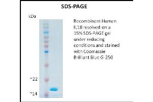 SDS-PAGE (SDS) image for Interleukin 18 (IL18) (Active) protein (ABIN5509343) (IL-18 Protein)