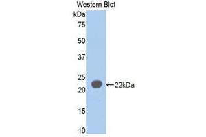 Western Blotting (WB) image for anti-Sialic Acid Binding Ig-Like Lectin 5 (SIGLEC5) (AA 18-135) antibody (ABIN1860554) (SIGLEC5 antibody  (AA 18-135))