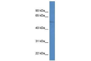 ZIC1 antibody used at 1. (ZIC1 antibody  (N-Term))