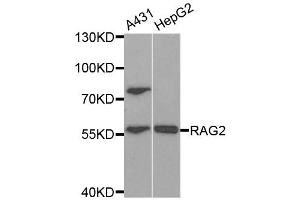 Western Blotting (WB) image for anti-Recombination Activating Gene 2 (RAG2) antibody (ABIN1876827) (RAG2 antibody)