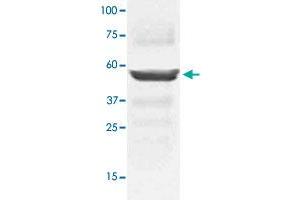 The tissue lysates derived from mouse liver were immunoblotted by MAP2K5 polyclonal antibody  at 1 : 1000. (MAP2K5 antibody  (C-Term))