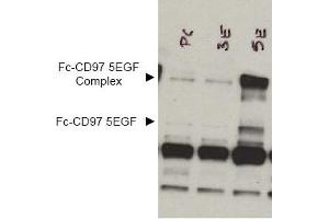 Image no. 1 for anti-CD97 (CD97) (AA 1-512), (Extracellular Domain), (N-Term) antibody (ABIN401030) (CD97 antibody  (Extracellular Domain, N-Term))