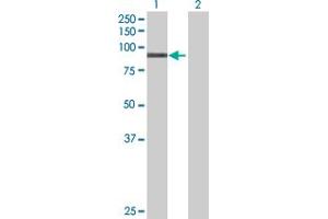 Western Blot analysis of KBTBD6 expression in transfected 293T cell line by KBTBD6 MaxPab polyclonal antibody. (KBTBD6 antibody  (AA 1-674))