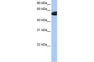 WB Suggested Anti-NOVA1 Antibody Titration:  0. (NOVA1 antibody  (C-Term))