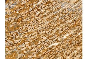 ABIN6262480 and ABIN6273050 at 1/100 staining Mouse stomach tissue by IHC-P. (IFT52 antibody  (Internal Region))