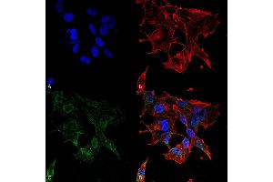 Immunocytochemistry/Immunofluorescence analysis using Mouse Anti-Protocadherin Gamma (pan) Monoclonal Antibody, Clone S159-5 .