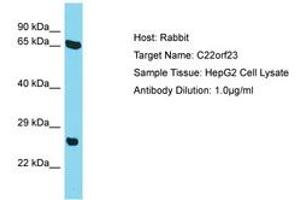 Image no. 1 for anti-Chromosome 22 Open Reading Frame 23 (C22ORF23) (AA 87-136) antibody (ABIN6750702) (C22orf23 antibody  (AA 87-136))