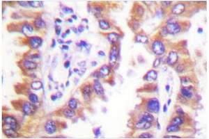 Image no. 1 for anti-Calnexin (CANX) antibody (ABIN271924) (Calnexin antibody)