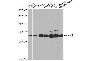 Western blot analysis of extracts of various cell lines, using HNMT antibody. (HNMT antibody  (AA 1-292))