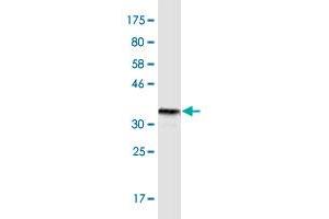 Western Blot detection against Immunogen (36. (DR3/LARD antibody  (AA 28-124))