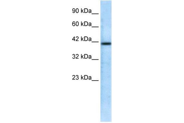 CHRFAM7A antibody  (N-Term)