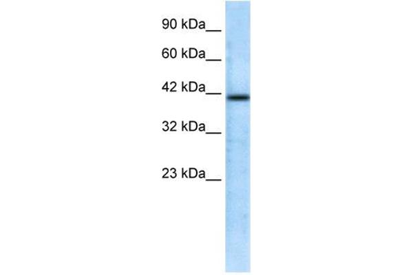 CHRFAM7A Antikörper  (N-Term)