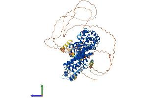 AlphaFold protein structure predicition of Human Recombinant RFX3 Protein, UniprotID P48380 (RFX3 Protein (AA 1-749) (His tag))
