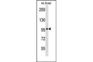 Western blot analysis of ESPNL Antibody (C-term) in mouse liver tissue lysates (35ug/lane). (ESPNL antibody  (C-Term))