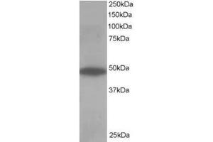 Image no. 1 for anti-Oxysterol Binding Protein-Like 1A (OSBPL1A) (C-Term) antibody (ABIN374375) (OSBPL1A antibody  (C-Term))