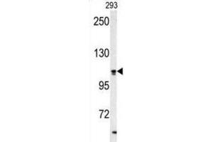 Western Blotting (WB) image for anti-Hypoxia Up Regulated 1 (HYOU1) antibody (ABIN3003137)