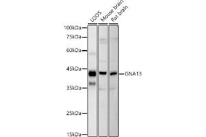 Western blot analysis of extracts of various cell lines, using GN antibody (ABIN7267535) at 1:1000 dilution. (GNA13 antibody)